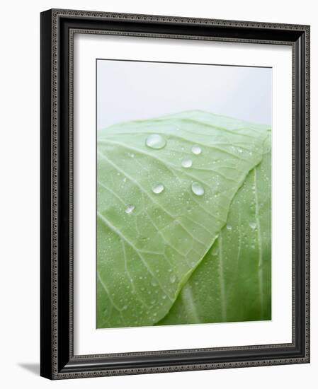 Freshly Washed White Cabbage-Axel Weiss-Framed Photographic Print