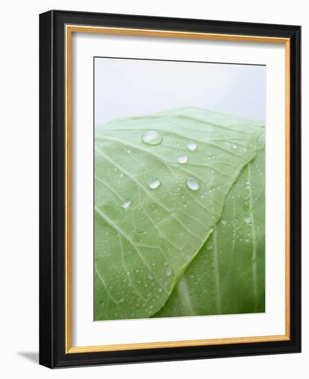 Freshly Washed White Cabbage-Axel Weiss-Framed Photographic Print