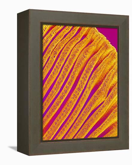 Freshwater Clam Gills-Micro Discovery-Framed Premier Image Canvas