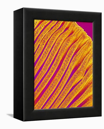 Freshwater Clam Gills-Micro Discovery-Framed Premier Image Canvas