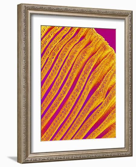 Freshwater Clam Gills-Micro Discovery-Framed Photographic Print