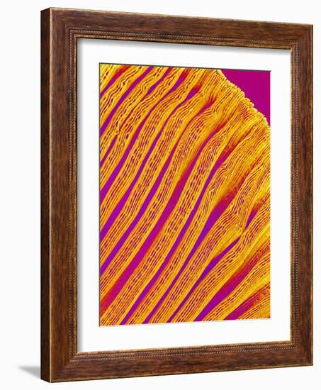 Freshwater Clam Gills-Micro Discovery-Framed Photographic Print