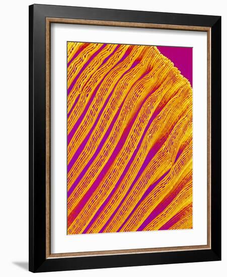 Freshwater Clam Gills-Micro Discovery-Framed Photographic Print