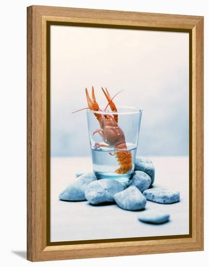 Freshwater Crayfish in a Glass of Water-Tim Thiel-Framed Premier Image Canvas