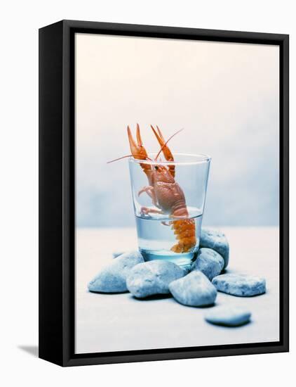 Freshwater Crayfish in a Glass of Water-Tim Thiel-Framed Premier Image Canvas