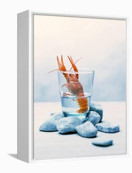 Freshwater Crayfish in a Glass of Water-Tim Thiel-Framed Premier Image Canvas