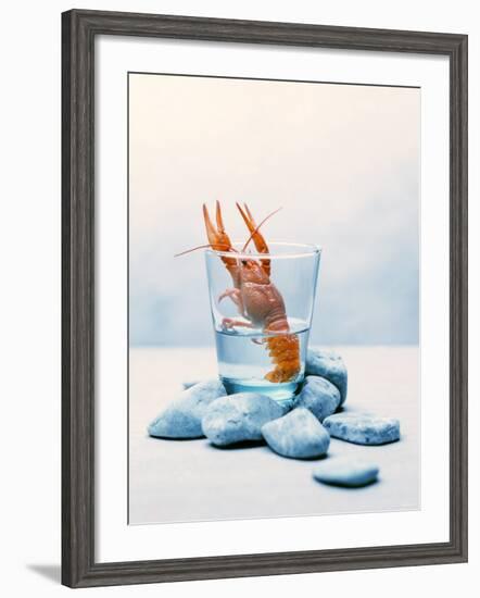Freshwater Crayfish in a Glass of Water-Tim Thiel-Framed Photographic Print