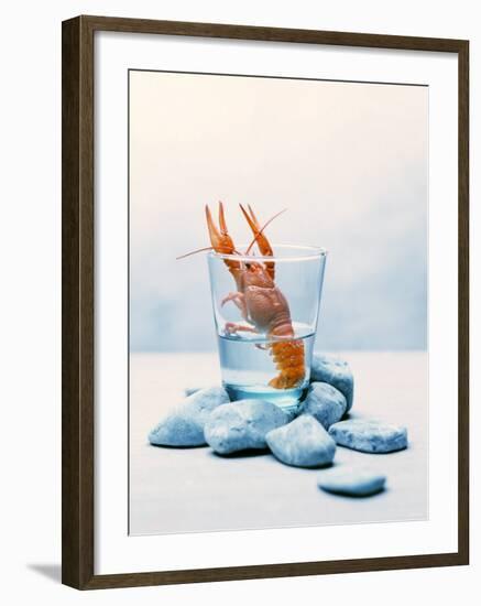 Freshwater Crayfish in a Glass of Water-Tim Thiel-Framed Photographic Print