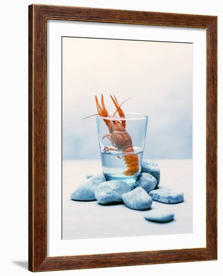 Freshwater Crayfish in a Glass of Water-Tim Thiel-Framed Photographic Print