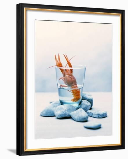 Freshwater Crayfish in a Glass of Water-Tim Thiel-Framed Photographic Print