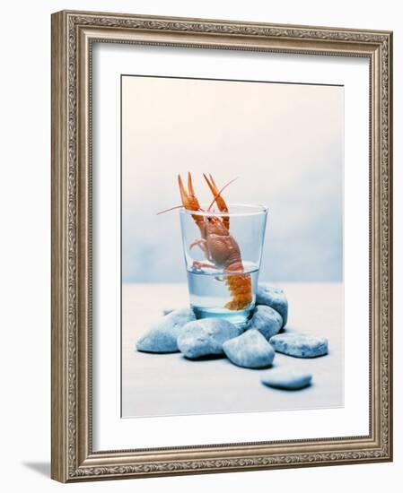 Freshwater Crayfish in a Glass of Water-Tim Thiel-Framed Photographic Print