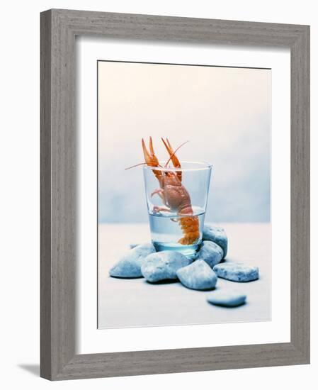 Freshwater Crayfish in a Glass of Water-Tim Thiel-Framed Photographic Print