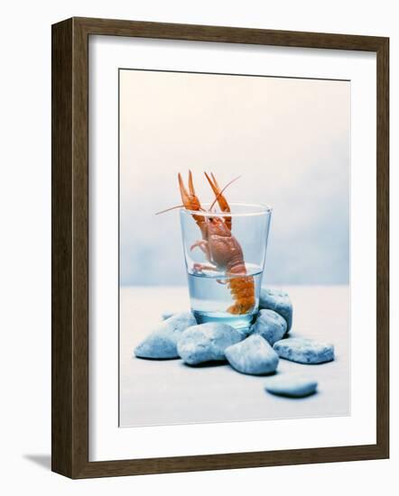 Freshwater Crayfish in a Glass of Water-Tim Thiel-Framed Photographic Print