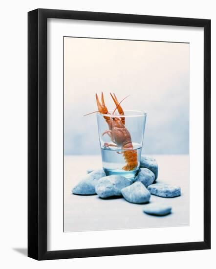 Freshwater Crayfish in a Glass of Water-Tim Thiel-Framed Photographic Print