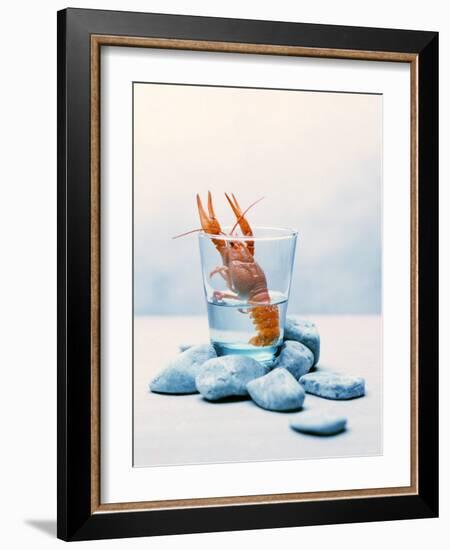 Freshwater Crayfish in a Glass of Water-Tim Thiel-Framed Photographic Print