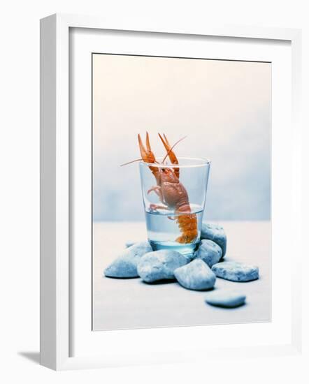 Freshwater Crayfish in a Glass of Water-Tim Thiel-Framed Photographic Print