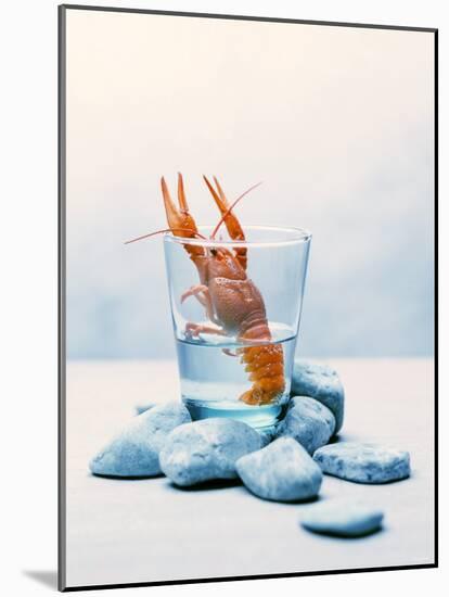 Freshwater Crayfish in a Glass of Water-Tim Thiel-Mounted Photographic Print