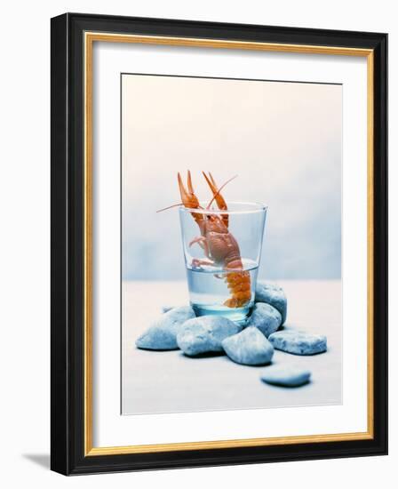 Freshwater Crayfish in a Glass of Water-Tim Thiel-Framed Photographic Print