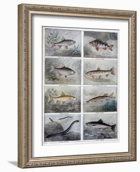 Freshwater Fish, 1897-F Meaulle-Framed Giclee Print