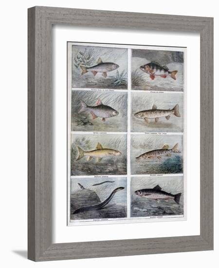 Freshwater Fish, 1897-F Meaulle-Framed Giclee Print