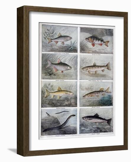 Freshwater Fish, 1897-F Meaulle-Framed Giclee Print