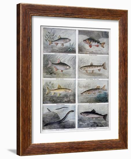 Freshwater Fish, 1897-F Meaulle-Framed Giclee Print