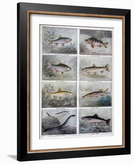 Freshwater Fish, 1897-F Meaulle-Framed Giclee Print