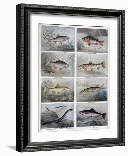 Freshwater Fish, 1897-F Meaulle-Framed Giclee Print