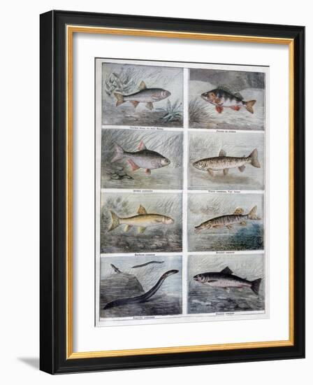 Freshwater Fish, 1897-F Meaulle-Framed Giclee Print