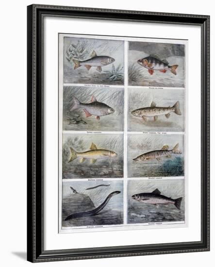 Freshwater Fish, 1897-F Meaulle-Framed Giclee Print