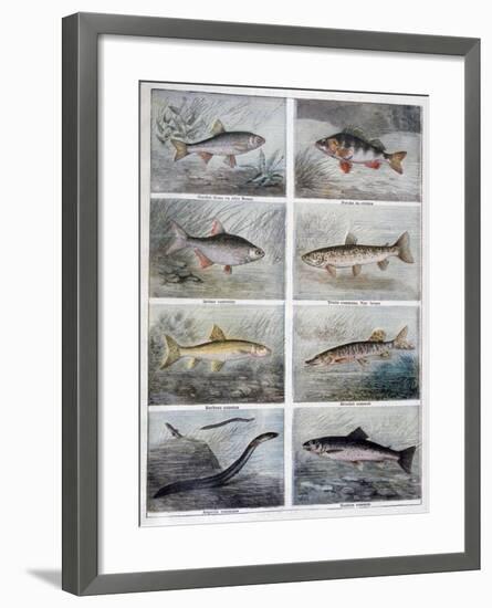 Freshwater Fish, 1897-F Meaulle-Framed Giclee Print