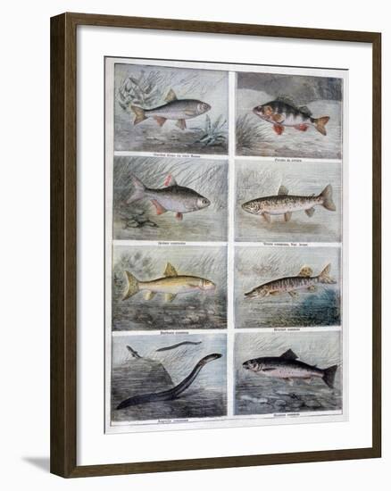 Freshwater Fish, 1897-F Meaulle-Framed Giclee Print