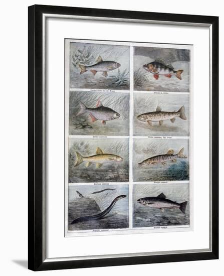 Freshwater Fish, 1897-F Meaulle-Framed Giclee Print