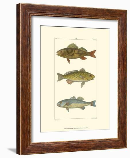 Freshwater Fish I-null-Framed Art Print