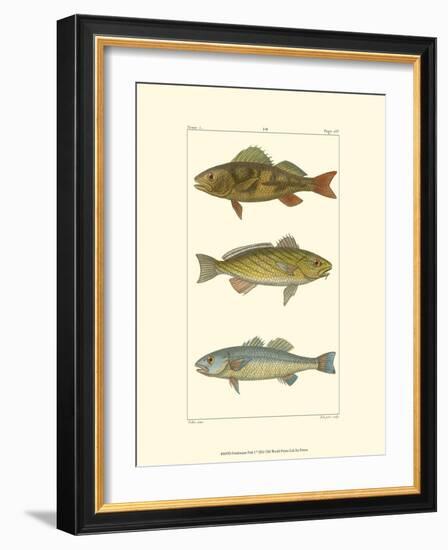 Freshwater Fish I-null-Framed Art Print