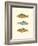 Freshwater Fish II-null-Framed Art Print