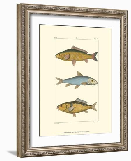 Freshwater Fish II-null-Framed Art Print