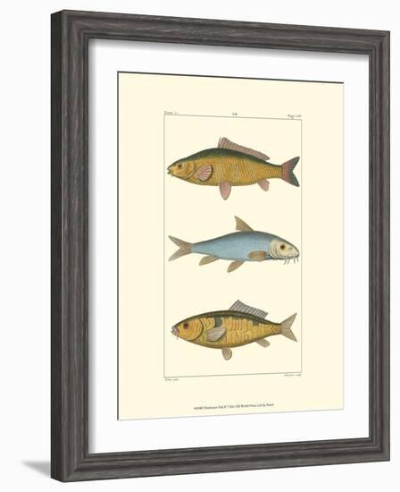 Freshwater Fish II-null-Framed Art Print