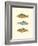 Freshwater Fish II-null-Framed Art Print