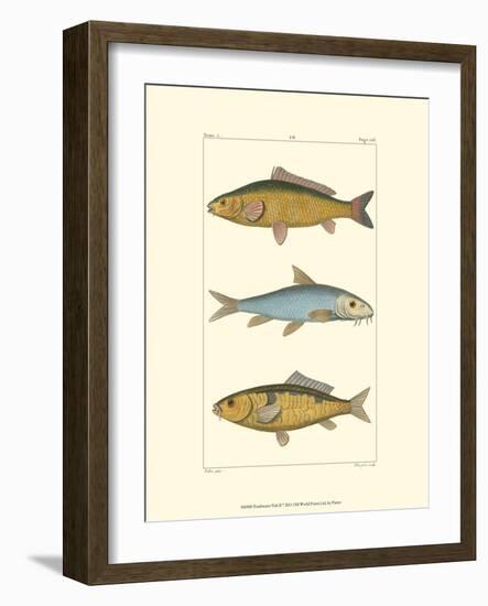 Freshwater Fish II-null-Framed Art Print