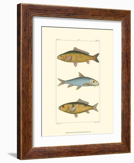 Freshwater Fish II-null-Framed Art Print