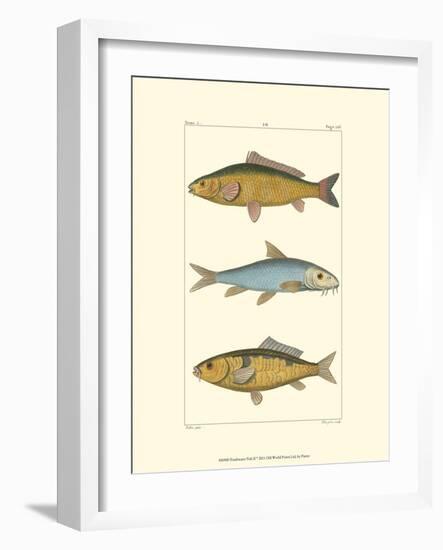 Freshwater Fish II-null-Framed Art Print