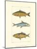 Freshwater Fish II-null-Mounted Art Print