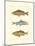 Freshwater Fish II-null-Mounted Art Print