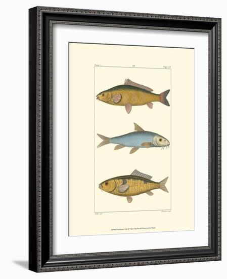 Freshwater Fish II-null-Framed Art Print