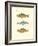 Freshwater Fish II-null-Framed Art Print