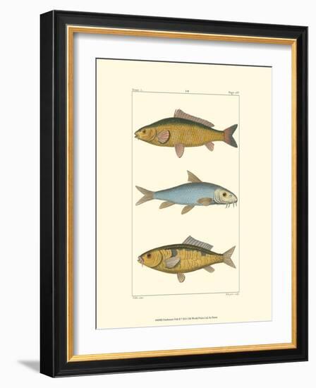 Freshwater Fish II-null-Framed Art Print
