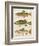 Freshwater Fish Study IV-Victoria Barnes-Framed Art Print