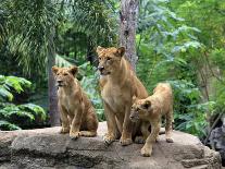 Family of Lions-Friday-Photographic Print