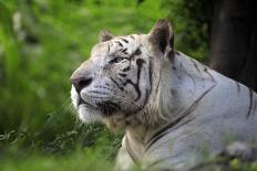Portrait of a White Tiger-Friday-Photographic Print